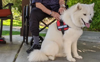 Therapy Dog Training