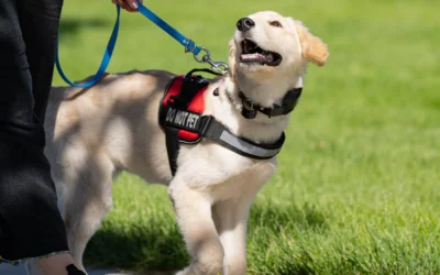 Service Dog Training